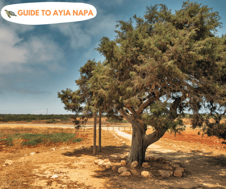 Juniper Tree (Tree of Lovers)