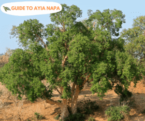 Sycamore Tree (Ficus Sycomorus Ayia Napa)