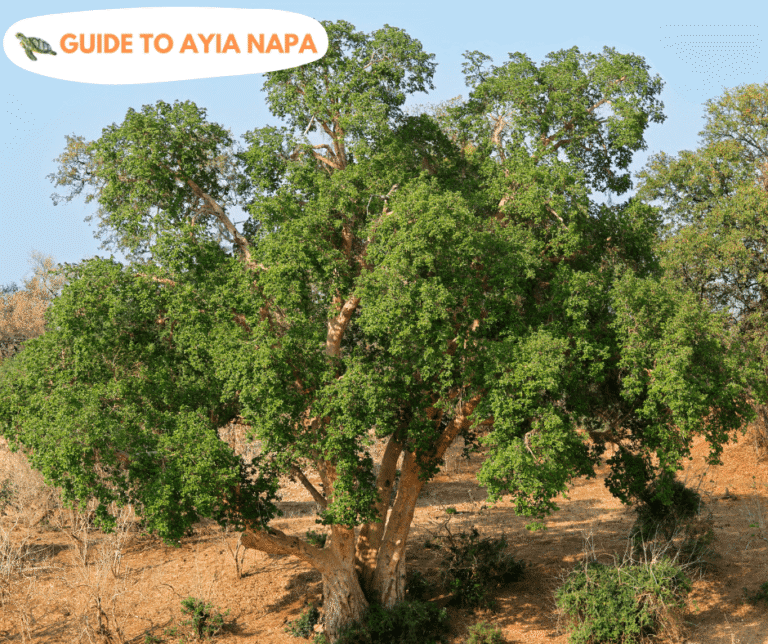 Sycamore Tree (Ficus Sycomorus Ayia Napa)